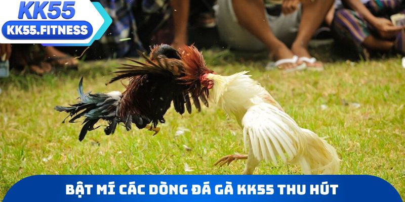 Bật mí các dòng đá gà KK55 thu hút hàng triệu người
