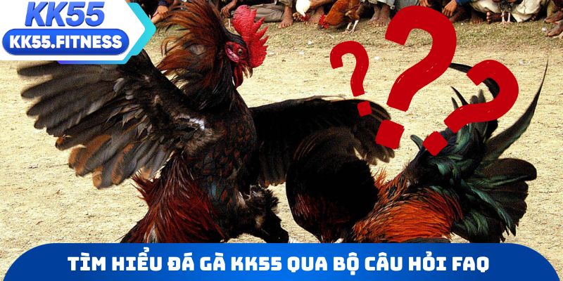 Tìm hiểu chi tiết về đá gà KK55 qua bộ câu hỏi FAQ
